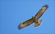 12_DSC9058_Common_Buzzard_soar_44pc