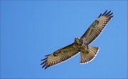 12_DSC9058_Common_Buzzard_soar_44pc