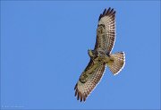 12_DSC9072_Common_Buzzard_headturn_59pc