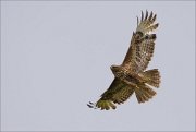 13_DSC7910_Common_Buzzard_shaggy_47pc