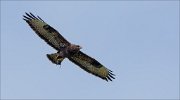 13_DSC9097_Common_Buzzard_yummy_17pc