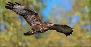 15_DSC7032_Common_Buzzard_amber_63pc