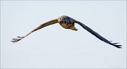 15_DSC7240_Common_Buzzard_toward_37pc