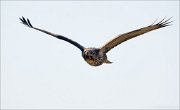 15_DSC7241_Common_Buzzard_direction_42pc