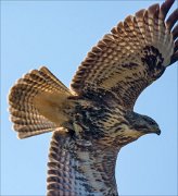 15_DSC7246_Common_Buzzard_utter_61pc