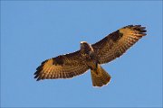 15_DSC7873_Common_Buzzard_supervise_21pc