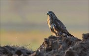 21_DSC0356_Common_Buzzard_unco_29pc