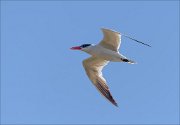 23_DSC8619_Caspian_Tern_visit_37pc