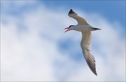 23_DSC8621_Caspian_Tern_watchword_49pc