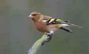 03_DSC2176_Chaffinch_autumn_colours_66pc