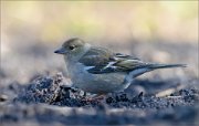 03_DSC6748_Chaffinch_female_spring_arriving_80pc