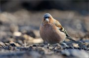 03_DSC6753_Chaffinch_male_spring_arriving_82pc