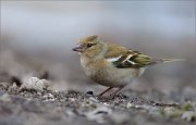 05_DSC1924_Chaffinch_first_females_80pc