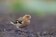 05_DSC6294_Chaffinch_autumn_joy_100pc