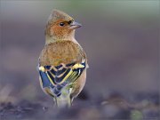 05_DSC6514_Chaffinch_problemz_77pc