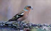 05_DSC8546_Chafffinch_calling_73pc