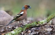 05_DSC8982_Chaffinch_humpbacked-like_horse_61pc