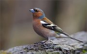 05_DSC9267_Chafffinch_amiability_82pc