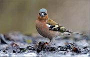 05_DSC9274_Chaffinch_dandy_90pc