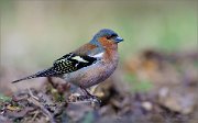 05_DSC9386_Chaffinch_temperance_77pc