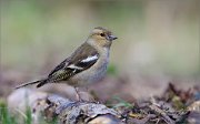 05_DSC9396_Chaffinch_unpretentiousness_78pc