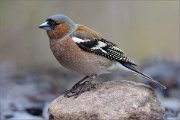 05_DSC9745_Chaffinch_rocker_90pc