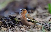 05_DSC9788_Chaffinch_vocal_86pc