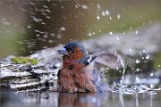 06_DSC0279_Chaffinch_bathing_with_great_joy_100pc