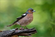 06_DSC3248_Chaffinch_imagined_bathing_93pc