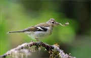 06_DSC5645_Chaffinch_nest_affairs_70pc