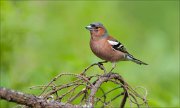 07_DSC6238_Chaffinch_firry_56pc