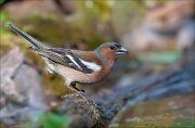 07_DSC6289_Chaffinch_fop_98pc