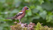 11_DSC1356_Chaffinch_humpbacked_76pc