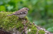 11_DSC1673_Chaffinch_green_hand_91pc