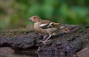 11_DSC5238_Chaffinch_sprightly_63pc