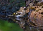 11_DSC5767_Chaffinch_counterpart_68pc