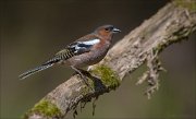 13_DSC6737_Chaffinch_ruled_in_68pc