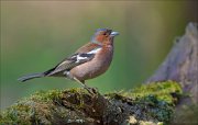 13_DSC6865_Chaffinch_placid_67pc