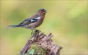 13_DSC6883_Chaffinch_songster_63pc