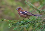 13_DSC6958_Chaffinch_barbed_84pc