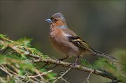 13_DSC8173_Chaffinch_grayed_70pc