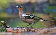 14_DSC0633_Chaffinch_poise_94pc