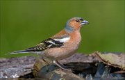 22_DSC2860_Chaffinch_glossy_76pc