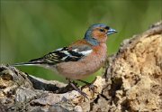 22_DSC3900_Chaffinch_stump_63pc