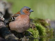 22_DSC3919_Chaffinch_globule_76pc