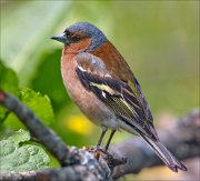 22_DSC4146_Chaffinch_jumbo_129pc