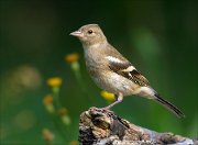 22_DSC5650_Chaffinch_twee_63pc