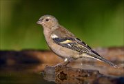 22_DSC8313_Chaffinch_molt_81pc