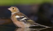 22_DSC8630_Chaffinch_diminution_89pc