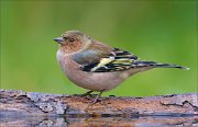 22_DSC9209_Chaffinch_dash_72pc